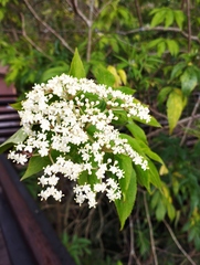 Sambucus peruviana