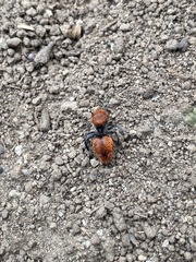 Dasymutilla erythrina