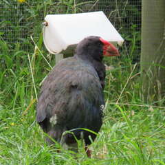 Porphyrio hochstetteri