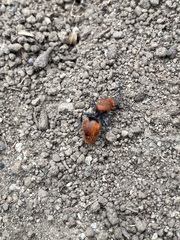 Dasymutilla erythrina