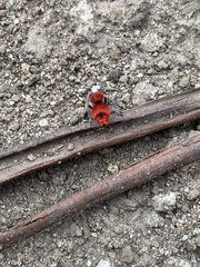 Dasymutilla erythrina