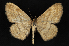 Scopula luteolata