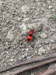 Dasymutilla erythrina