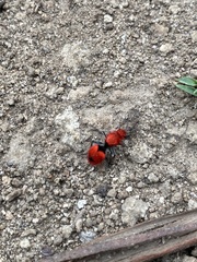 Dasymutilla erythrina