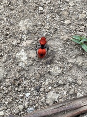 Dasymutilla erythrina