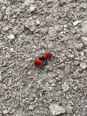 Dasymutilla erythrina