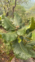 Annona reticulata