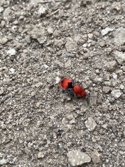 Dasymutilla erythrina