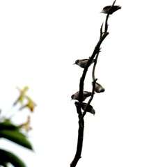 Daphoenositta chrysoptera