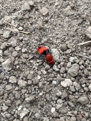 Dasymutilla erythrina