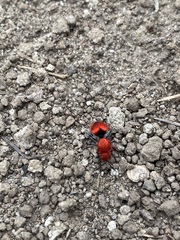 Dasymutilla erythrina