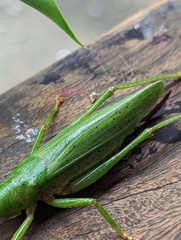 Austrosalomona destructor