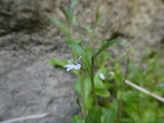 Lobelia anceps