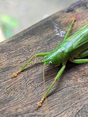 Austrosalomona destructor