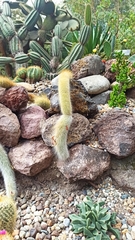 Cleistocactus strausii