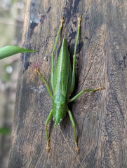 Austrosalomona destructor