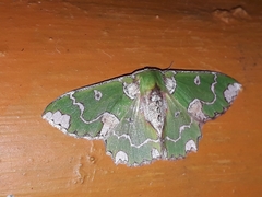 Archichlora jacksoni