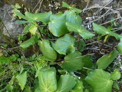 Piper excelsum excelsum