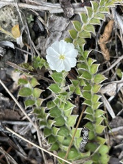 Evolvulus grisebachii