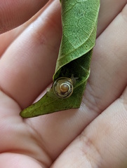 Coneuplecta