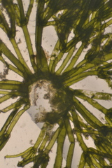 Nitella hyalina
