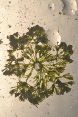 Nitella hyalina