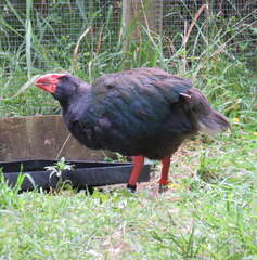 Porphyrio hochstetteri