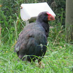 Porphyrio hochstetteri