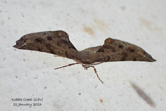 Parepisparis excusata