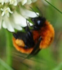 Bombus dahlbomii
