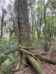 Metrosideros robusta