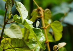 Psychonotis caelius