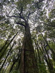 Metrosideros robusta