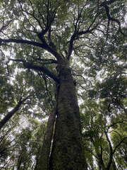 Metrosideros robusta