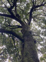 Metrosideros robusta