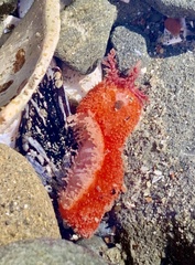 Lissothuria nutriens