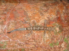 Urocotyledon inexpectata