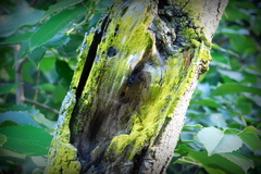 Chrysothrix xanthina