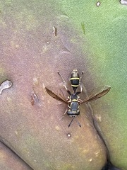 Polybiomyia capitis
