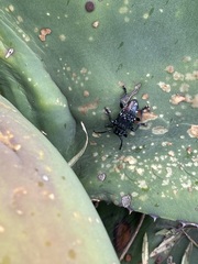 Acanthoderes funeraria