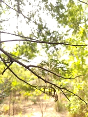Vachellia planifrons