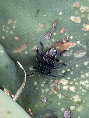 Acanthoderes funeraria