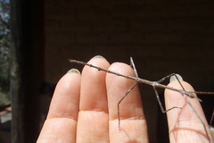 Phasmatinae