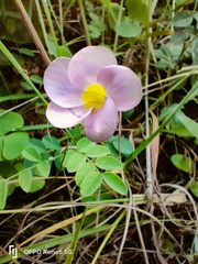 Oxalis obliquifolia