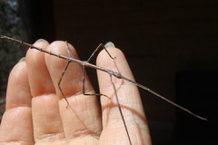 Phasmatinae
