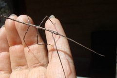 Phasmatinae