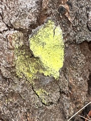 Chrysothrix candelaris