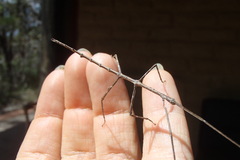 Phasmatinae