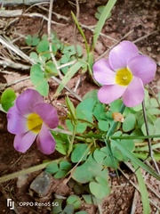 Oxalis obliquifolia