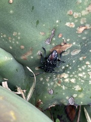 Acanthoderes funeraria